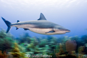 In motion by Gleb Tolstov 